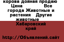 корова дойная продаю › Цена ­ 100 000 - Все города Животные и растения » Другие животные   . Хабаровский край